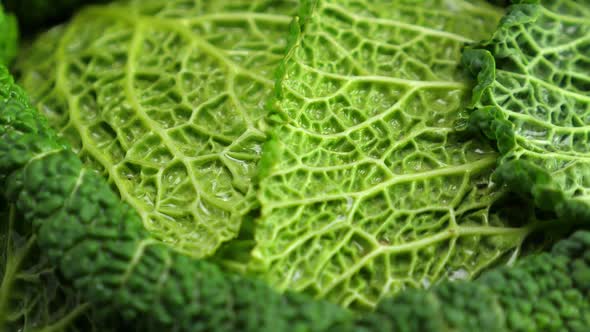 Savoy Cabbage Closeup. Food Background