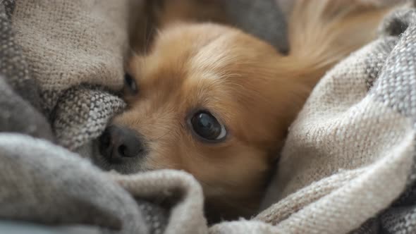 Portrait of Adorable Funny Longhair Chihuaha Dog Sleeps in Plaid