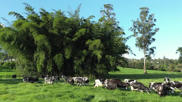 Circle Pan Cinematic Shot Of Grazing Holstein Cows On Lush Meadows With Giant Bamboo Plant as Backdr