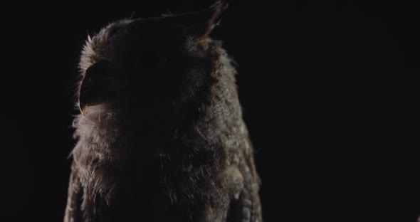 Portrait of a Young Small Owl Looking Around, Black Background, Wildlife, 