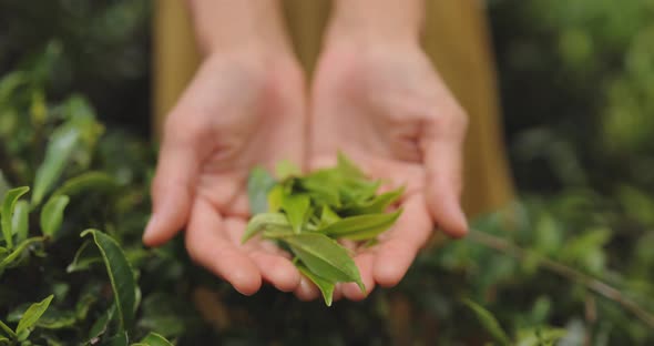 Closeup Fresh Tea Leaves in Female Hands in Front of Tea Plantation