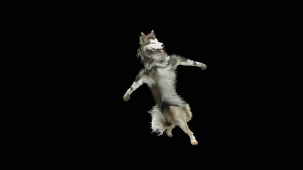 Dog Dance HD