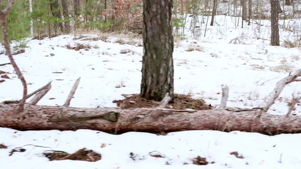 A Fallen Tree with Big Crooked Bitches and Brown Bark Lies in the Spring Forest on the Snow