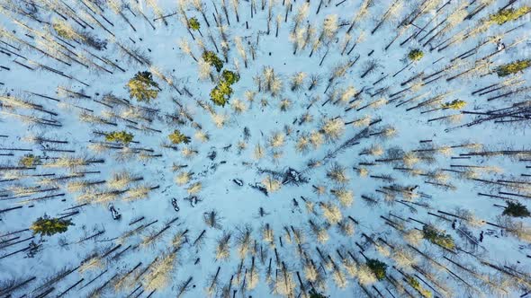 Top-down view of snow-capped conifers treetop in snowy forest. Aerial