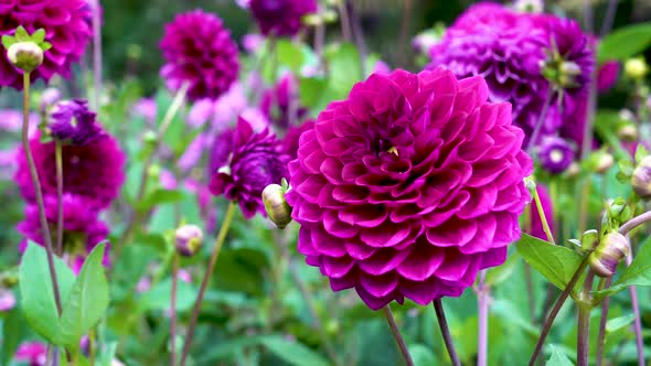 Violet blossoming dahlia rocks from the wind. Beautiful blurred background of flowers dahlias.