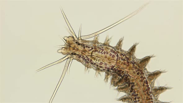 Worm Platynereis Sp. Under the Microscope, Class Polychaeta, Nereididae Family