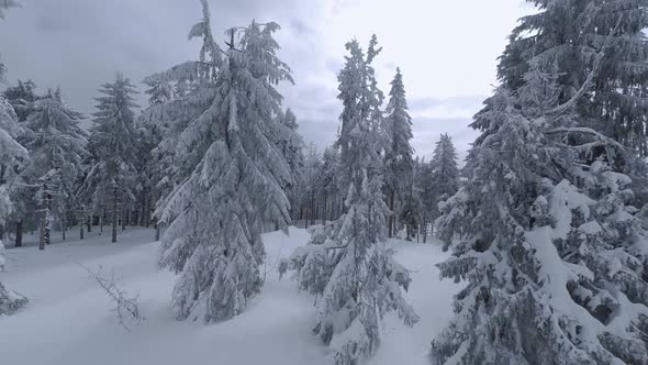 Aerial View of a Fabulous Winter Mountain Landscape Close to Tree Branches