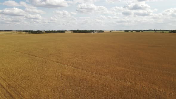 Golden wheat field with a large combine harvester harvesting the crop in the background. Low flying