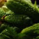 Green Cucumbers on the Black Rustic Backgroud - VideoHive Item for Sale