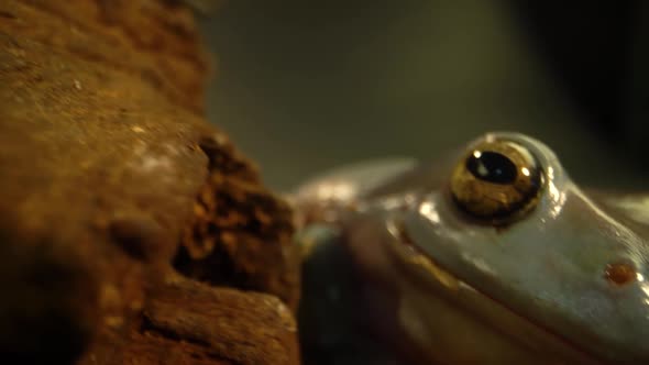 Australian Green Tree Frog Sitting Against Wooden Snag in Black Background. Close Up