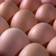 Chicken eggs light fading - VideoHive Item for Sale