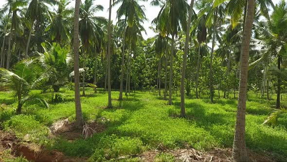 Flythrough A Coconut Plantation