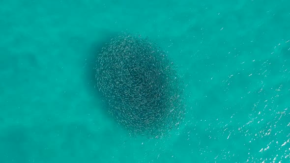 A large group of schooling fish swimming in the same direction creating a circle pattern