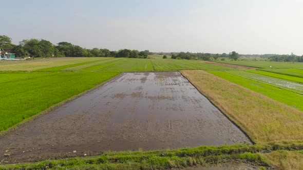 Rice Field and Agricultural Land in Indonesia