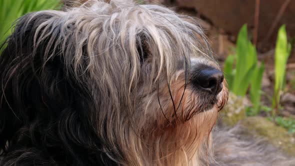 Polish Lowland Sheepdog sitting on green grass. Portrait cute big black and white fluffy long wool