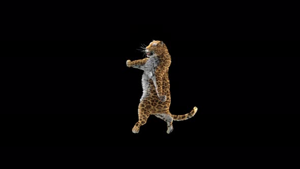 Leopard Dancing 4K