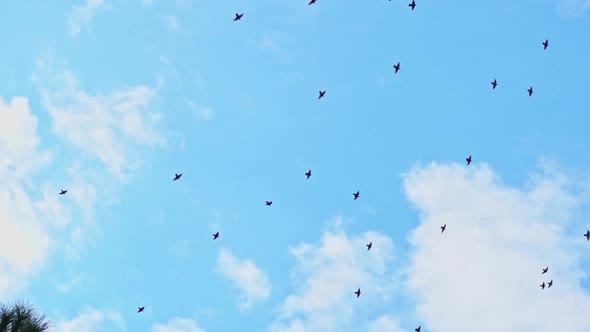 Large Flock Of Birds Flying And Soaring In Cloudy Sky  1