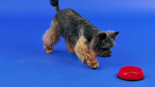 A Yorkshire Terrier Runs Up to a Red Bowl of Pet Food and Eats