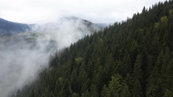 Fog in the Mountains. Slow Motion. Carpathians. Ukraine. Aerial.