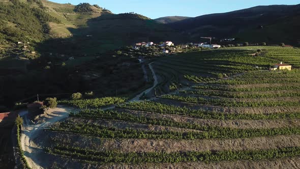 Slowly passing along the hillside terraces of a Portuguese vineyard in the Douro Valley at morning.