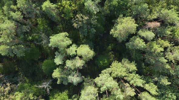 Aerial View of Trees in the Forest. Ukraine