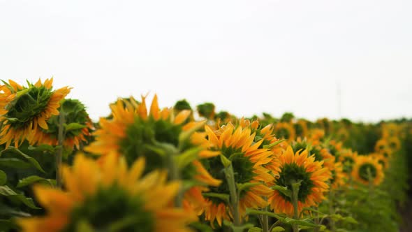 Field Of Young Sunflowers Sunflower Flowers, Bright Yellow Sunflowers Huge Plantation Farmland