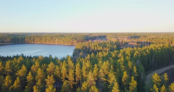 Aerial Drone Flies Over Spring Forests in the Golden Evening Light