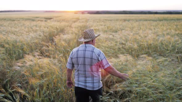 Golden Wheat Field