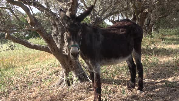 Brown Donkey Tied To The Tree