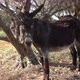 Brown Donkey Tied To The Tree - VideoHive Item for Sale