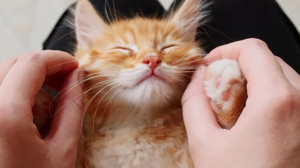 Striped Ginger Kitten Sleeping