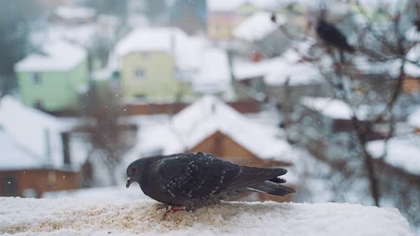 Beautiful bird in the snow on the winter city background.