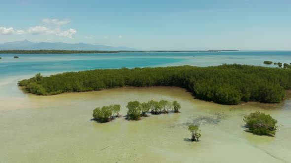 Mangrove Forest on a Coral Reef Philippines, Palawan