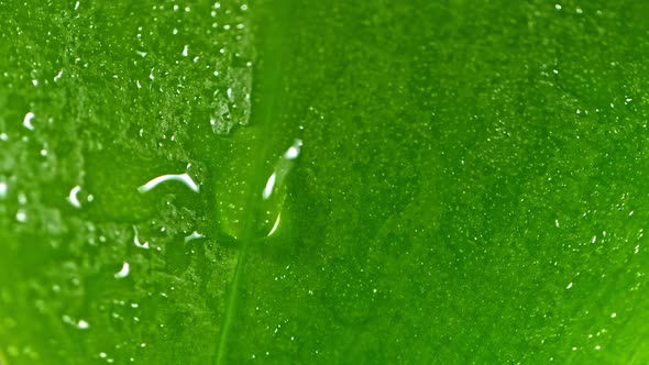 Super Slow Motion Shot of Water Drop Flows Down on a Leaf at 1000Fps