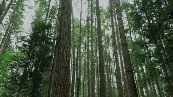 Vancouver British Columbia forest/trees. (Pacific Sprit Region)