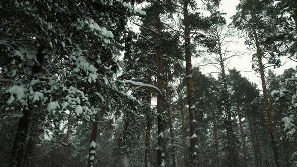 Forest Landscape On Snowy Day