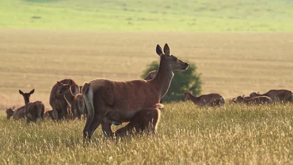 Red deer (Cervus elaphus) female mother and young baby calf at sunset.