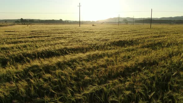 Wheat Field in Spring at Sunrise