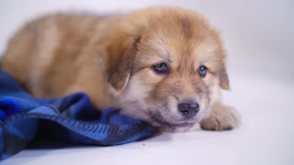 Puppy Dog on Blanket Eating Some Food