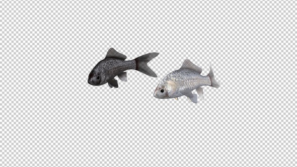 Two Goldfishes - Black and White - Transparent Loop