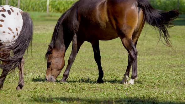 Medium shot of pretty brown horse and white with dots grazing on pasture during sunlight - slow moti