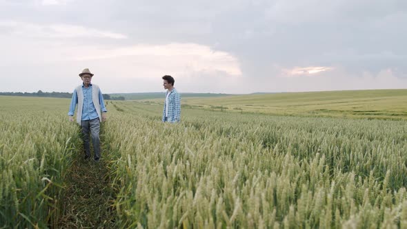 Two Farmers of Different Ages Walk in Wheat Field with Joy Talk and Shake Hands