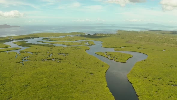 Aerial View of Mangrove Forest and River