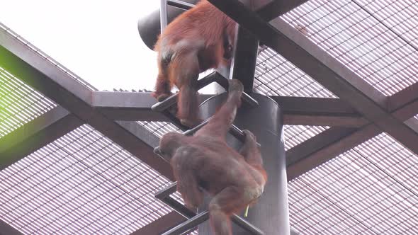 orangutans climbing up metallic structure to access the outdoor area, in the zoo. orangutan in capti