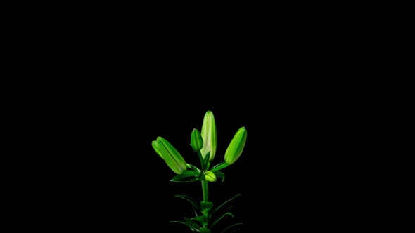 Flowering and Partial Withering of a Yellow Lily Time Lapse on a Black Background Beautiful Flower