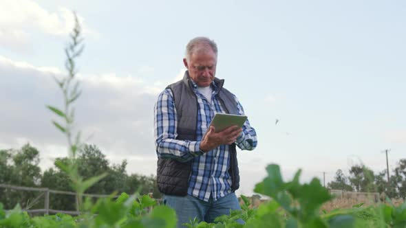 Mature man working on farm