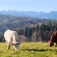 Cows in the mountains. Happy alpine milky cows are grazing in the grass.  - VideoHive Item for Sale