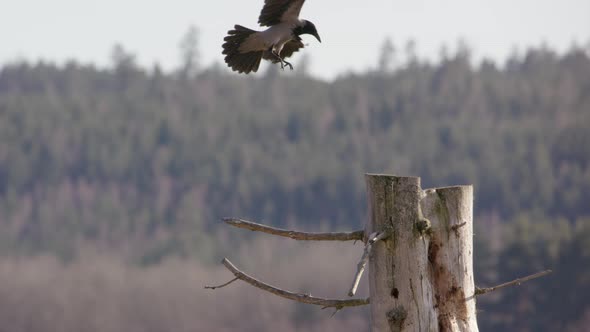 Hooded crow flying and landing on a branch in Sweden, slow motion wide shot