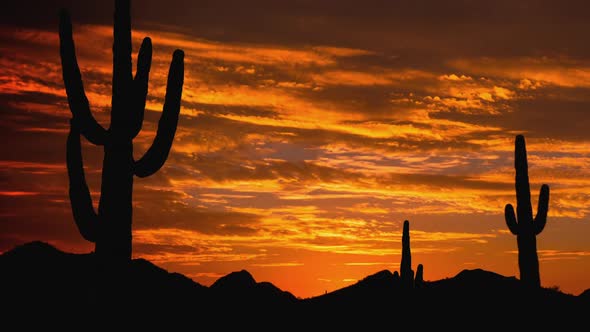 Desert Sunrise