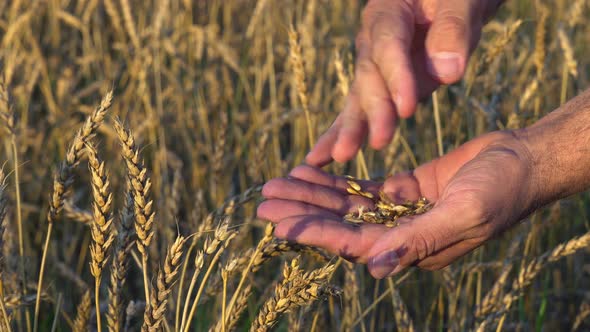 Hands of a Agronomist Close Up Husking Ripe Wheat Grains From Wheat Ears Into His Hand